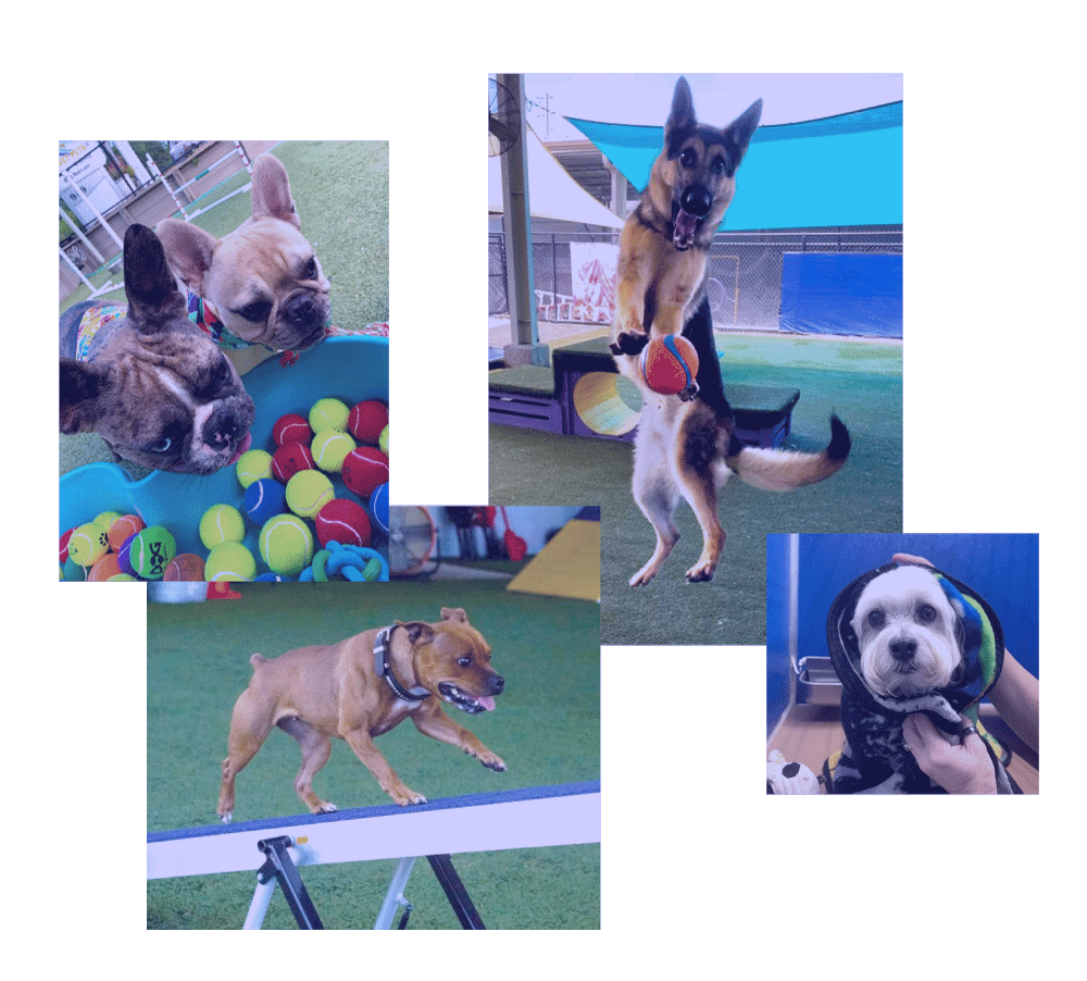 Dogs having fun at Jet Set Pets